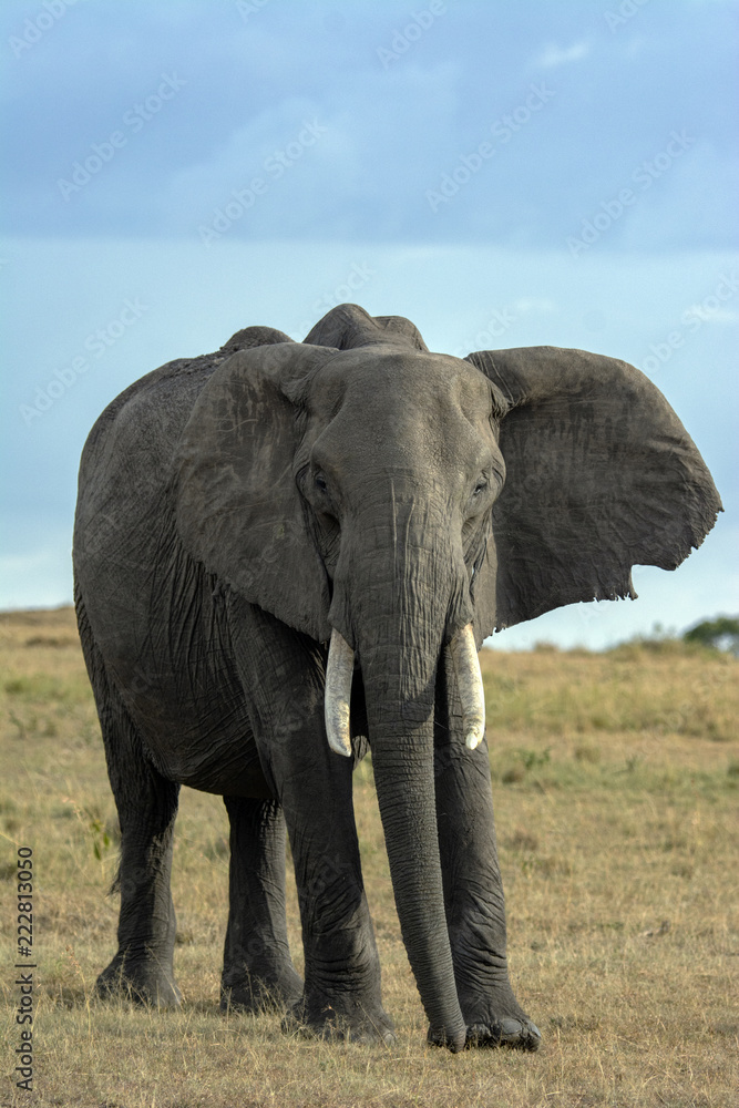 Fototapeta premium African Elephant!