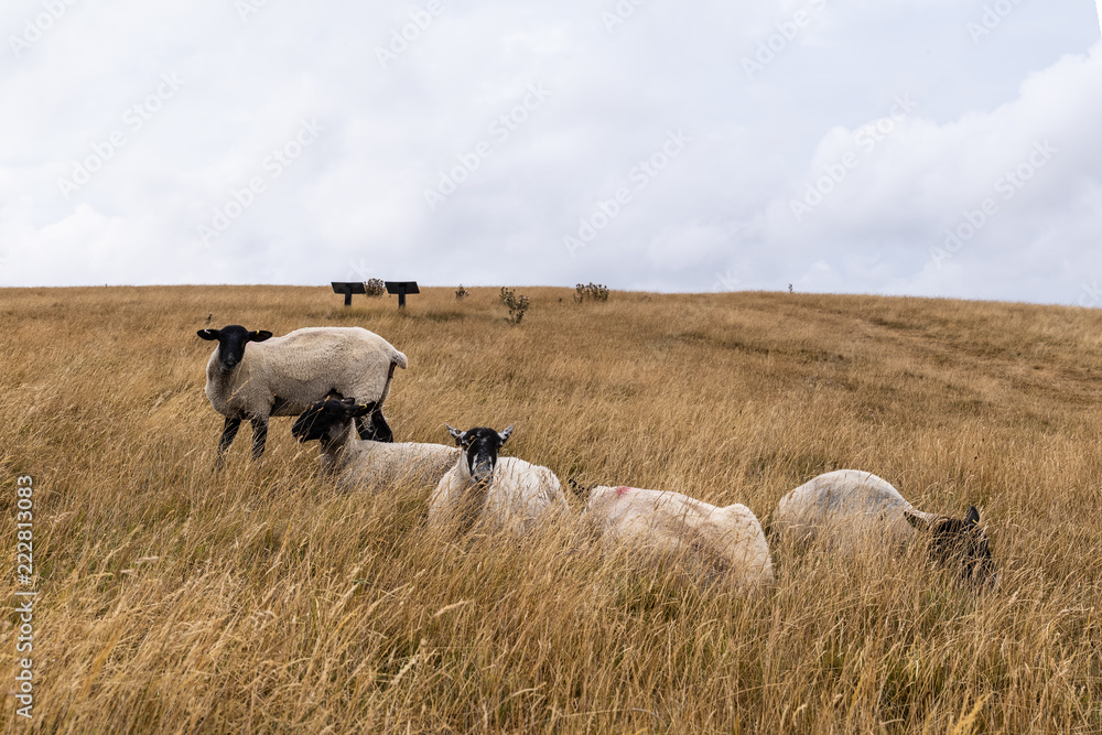 Sheep grazing in the English landscape at Maiden Castle near Dorchester Dorset Great Britain in the summer Sheep grazing in the English landscape at Maiden Castle near Dorchester Dorset Great Britain in the summer