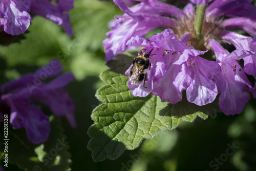 bee on a flower