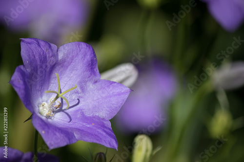 closeup of purple flower