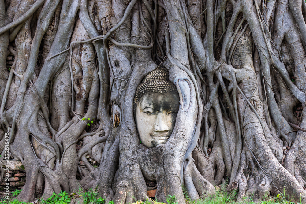 Head of Buddha statue in root of bodhi tree at Wat Mahathat in Ayutthaya Thailand.