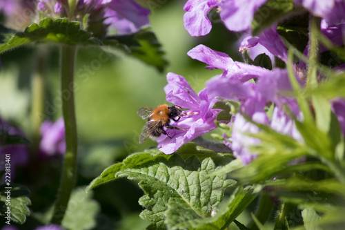 bee on flower