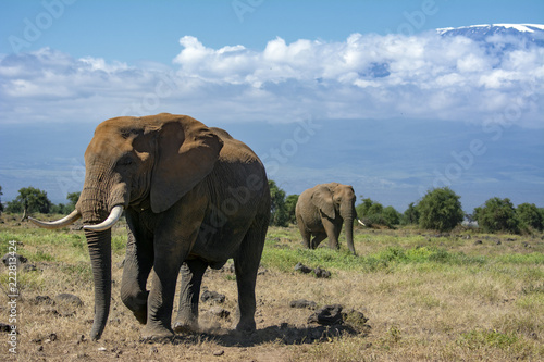 African Elephant 