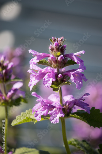 purple flower