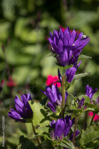 purple flowers in the garden