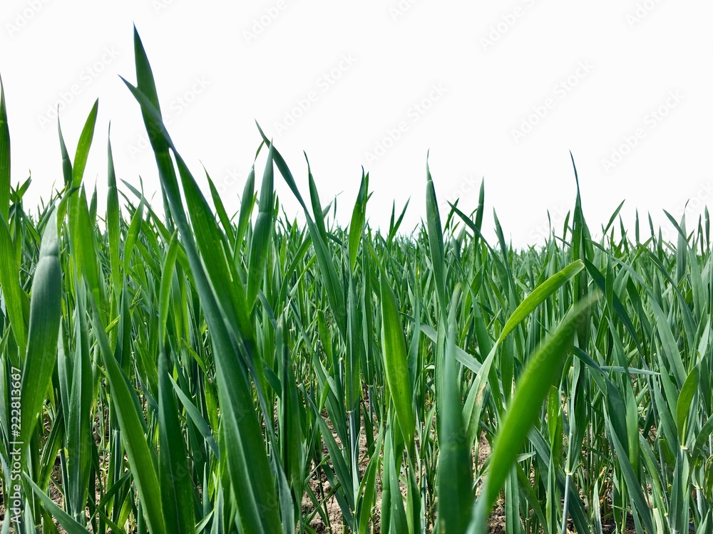 wheat field just beginning to grow wheat field just beginning to grow
