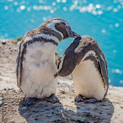 Magellanic penguins guarding their nest, peninsula Valdes, Patagonia