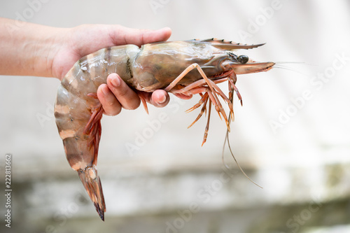 Hand are holding shrimp big size, Big shrimp in hand, Seafood.