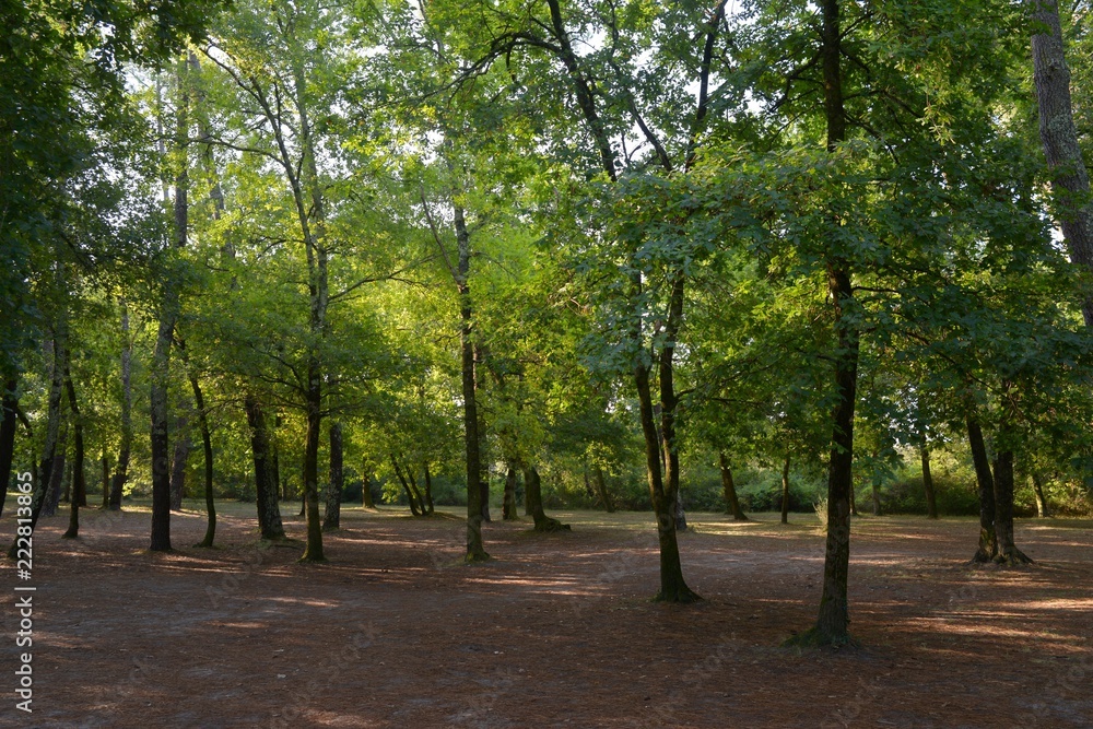 Fototapeta premium Sous-bois