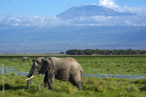 African Elephant 