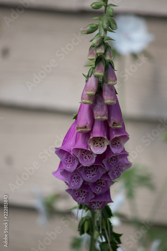 bouquet of flowers