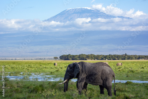 African Elephant 