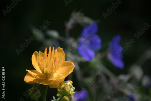 closeup of yellow flower