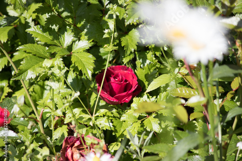 red rose in garden