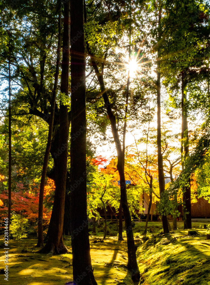 秋の陽射し/京都