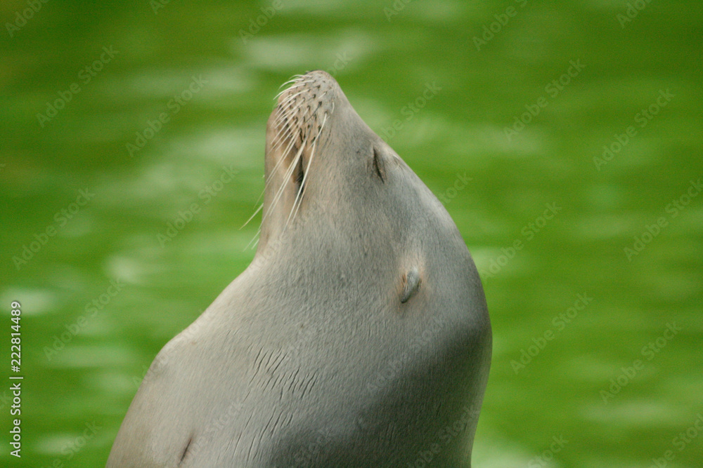 Fototapeta premium Poser