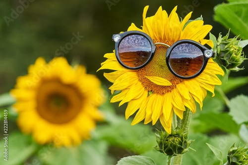Fototapeta Naklejka Na Ścianę i Meble -  Sonnenblume