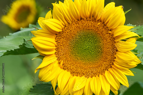 Fototapeta Naklejka Na Ścianę i Meble -  Sonnenblume