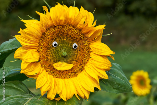 Fototapeta Naklejka Na Ścianę i Meble -  Sonnenblume