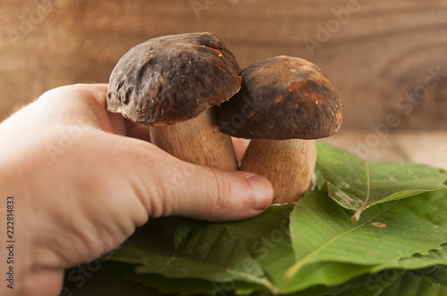 Hand collect two porcini mushrooms