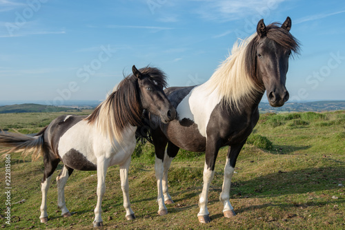 Mare and Foal Brown and White  skewbald  Dartmoor Ponies
