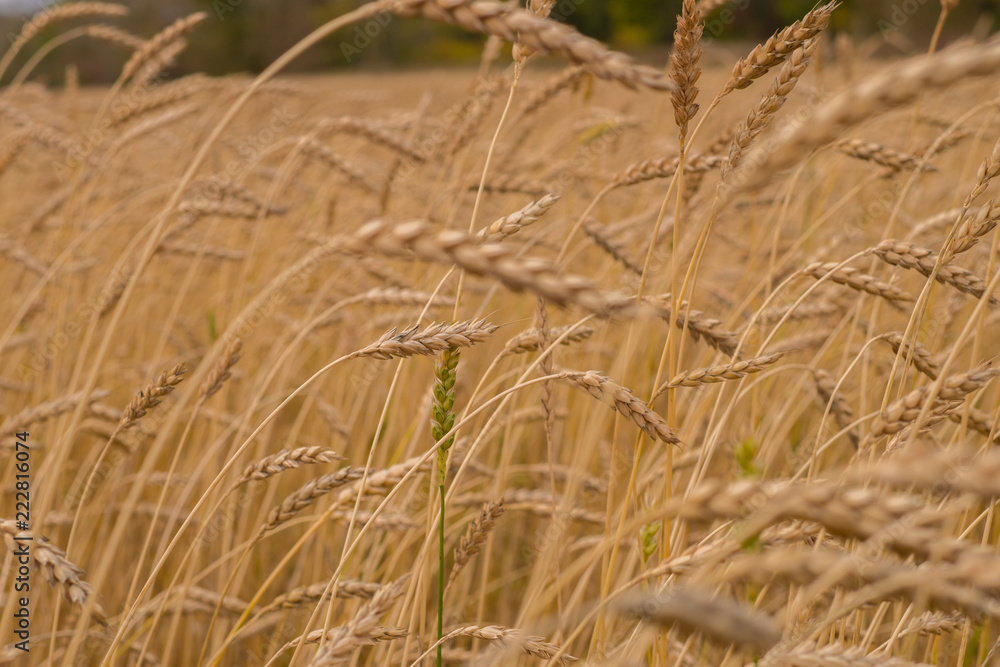 Wheat field. Crop harvesting Wheat field. Crop harvesting