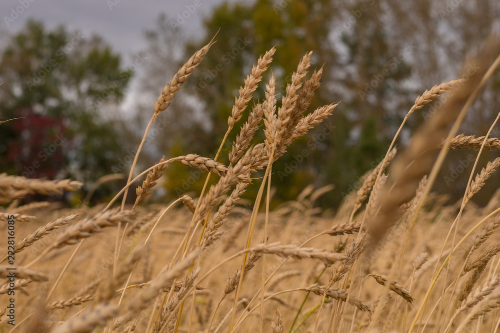 Wheat field. Crop harvesting Wheat field. Crop harvesting