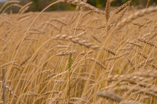Wheat field. Crop harvesting