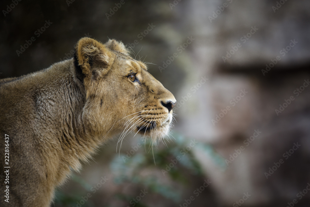 portrait of lioness staring on the right portrait of lioness staring on the right