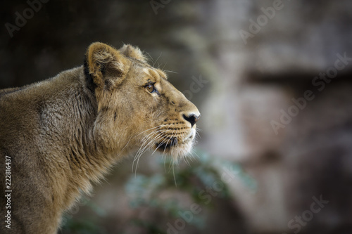 portrait of lioness staring on the right