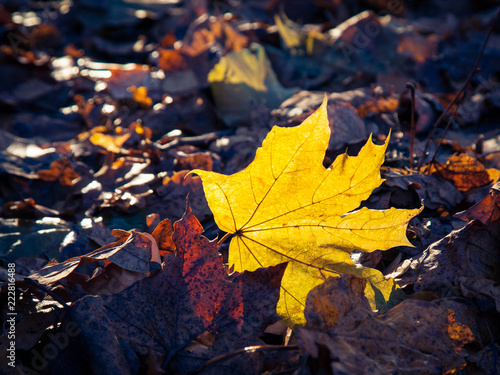 Yellow maple leaf on the ground in autumn is illuminated by sunlight