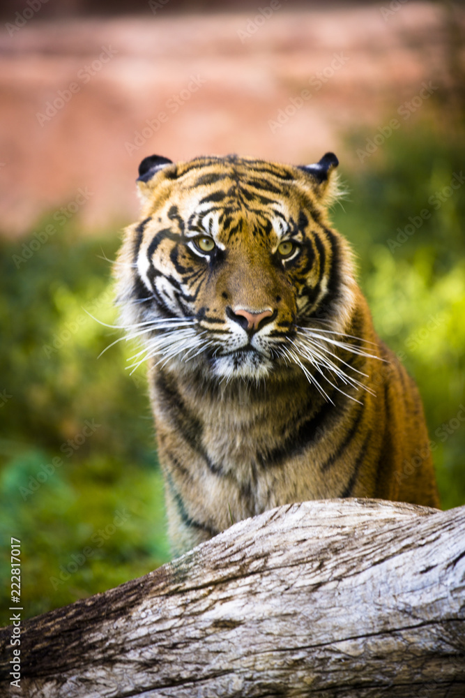 Obraz premium sitting tiger looking on the left in a vertical image
