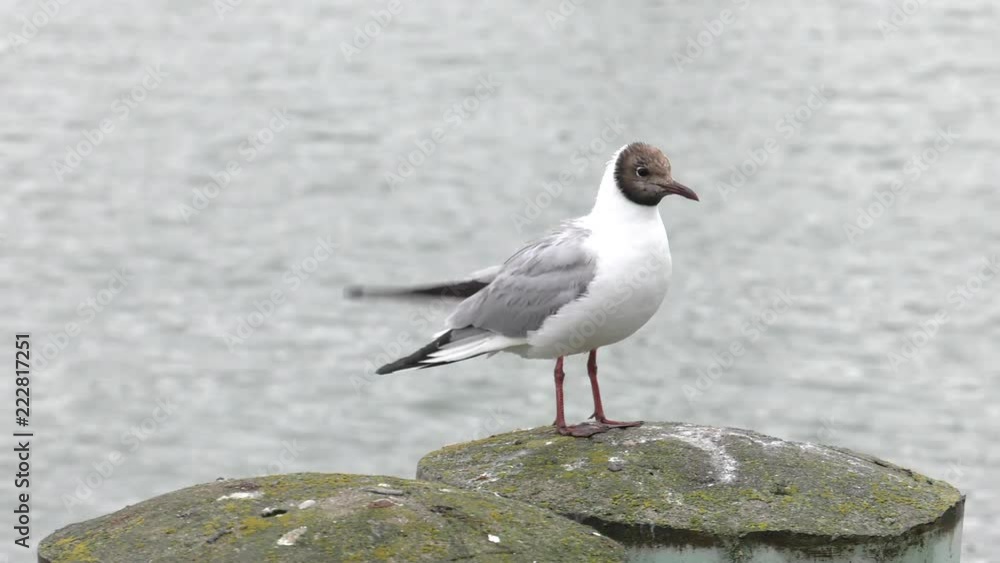 Many gulls floats in water. Sea. Gentle waves. Panning,Closeup, Many gulls floats in water. Sea. Gentle waves. Panning,Closeup,