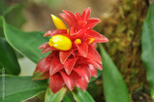 Costus barbatus in the rainforest on Borneo