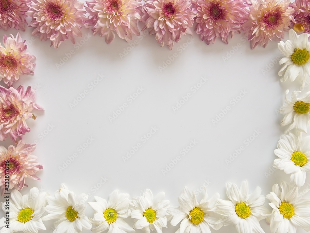 Top view of pink and white flowers, those are called Chrysanthemum, placed around of frame on white background Top view of pink and white flowers, those are called Chrysanthemum, placed around of frame on white background