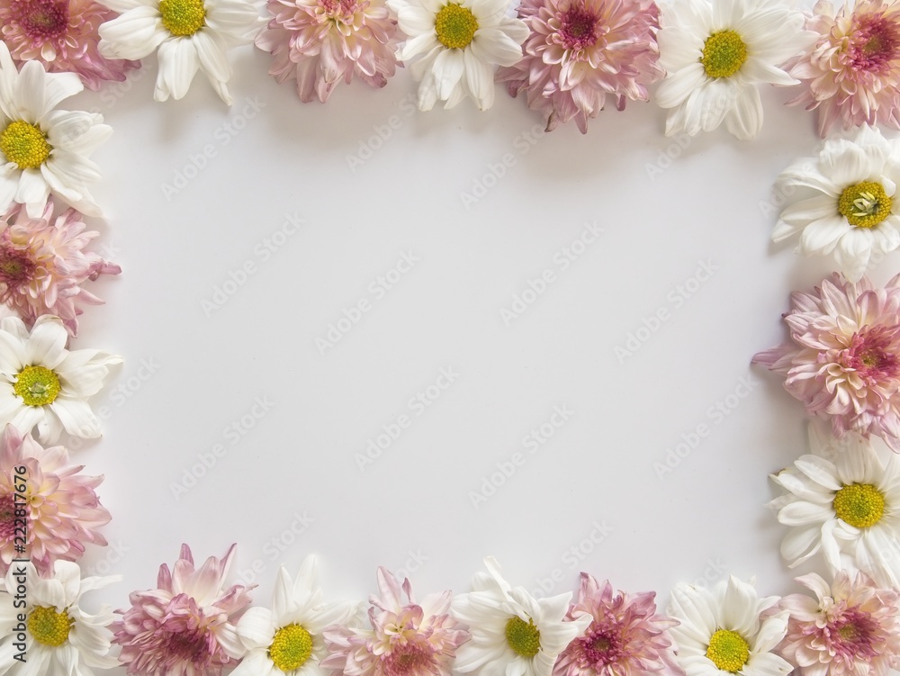 Top view of pink and white flowers, those are called Chrysanthemum, placed around of frame on white background