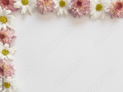 Top view of pink and white flowers, those are called Chrysanthemum, placed on top and left of frame on white background