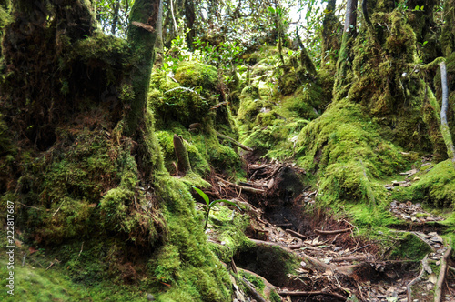 Mossy forest on the mountain Brinchang