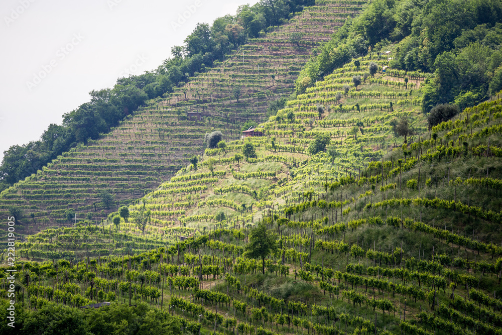 Prosecco region, view of hills with vineyards, sunny day