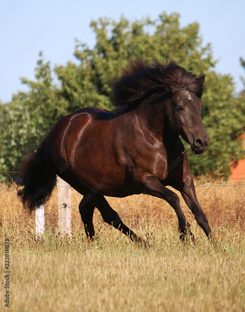 beautiful dark iceland horse is running on a paddock in the sunshine beautiful dark iceland horse is running on a paddock in the sunshine