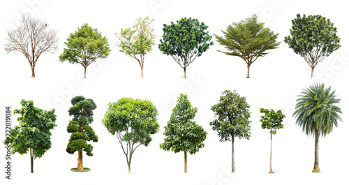  trees isolated on white background collection set