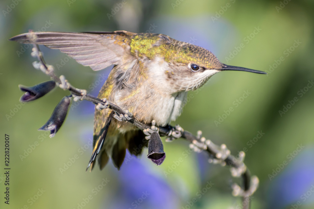 Fototapeta premium A hummingbird is enjoying a sunny day on tree branches
