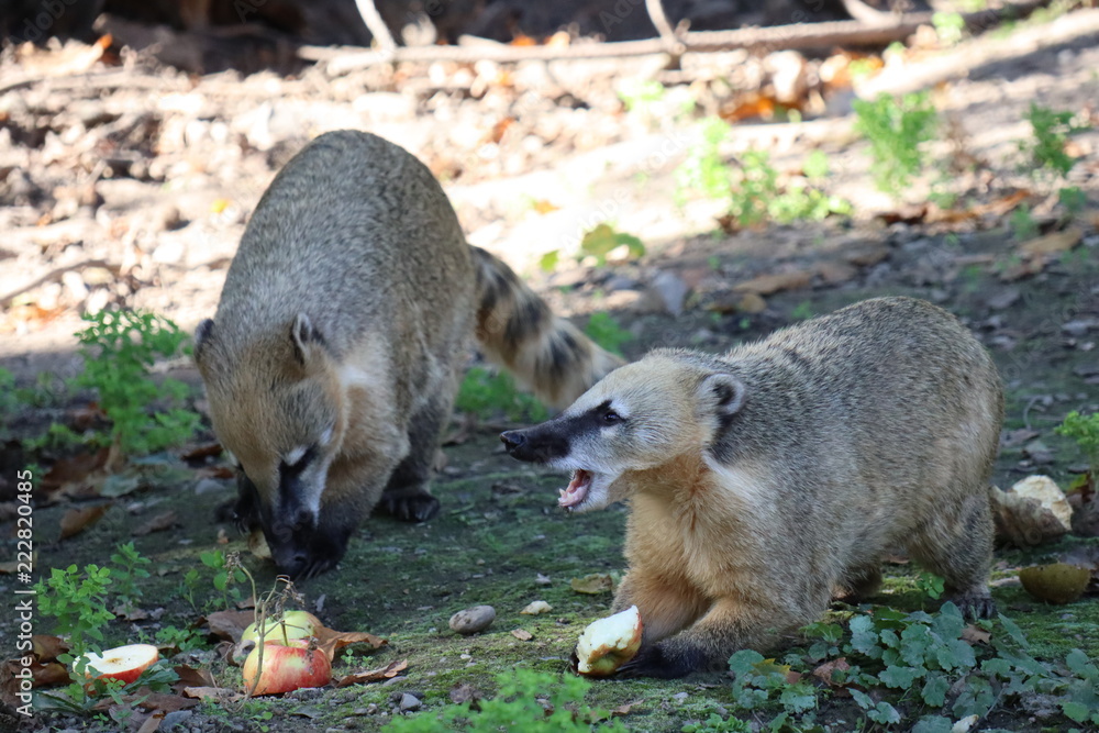 Naklejka premium Nasenbär