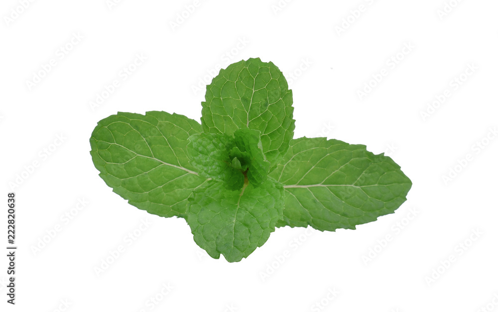 peppermint on white background peppermint on white background