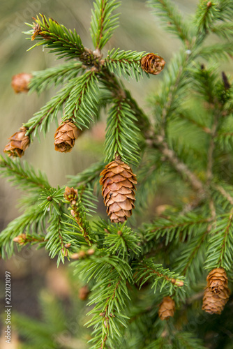 Picea abies Pusch- the Norway spruce