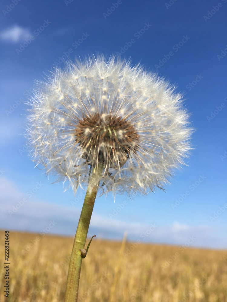Dandelion in the field under the sky 
