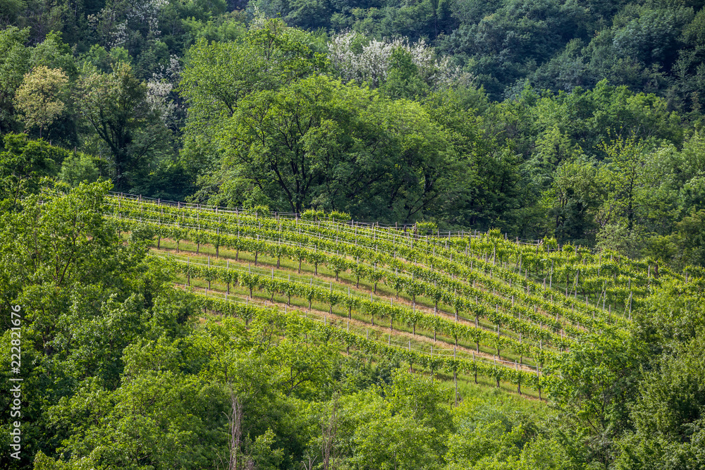 Valdobbiadene region of Prosecco sparkling wine, vineyards planted with steep slopes of hills. Italy