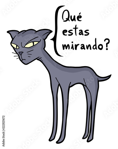 angry cat talking