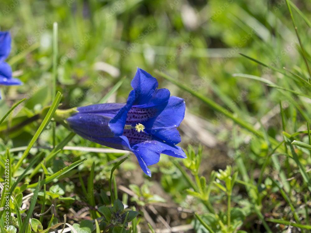 Gentiana acaulis. La Gentiane acaule, une jolie fleur sauvage des ...