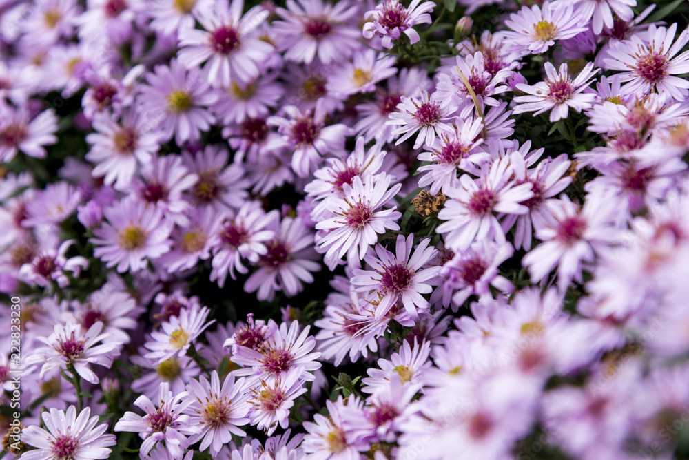 Aster x frikartii 'Mnch' - English Autumn Aster x frikartii 'Mnch' - English Autumn